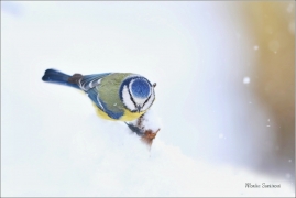 <p>SÝKORA MODŘINKA (Cyanistes caeruleus) ---- /Eurasian blue tit - Blaumeise/</p>